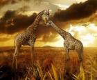 İki zürafalar at dusk